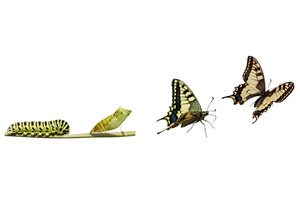 introducing-change-it