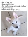 dog.jpg