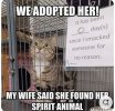 cat.jpg