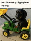 dog.jpg