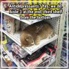 cat.jpg