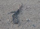 snake.jpg
