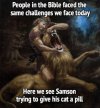 Samson.jpg