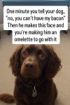 dog.jpg