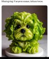 dog2.jpg dog2.jpg