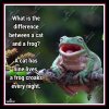 frog.jpg