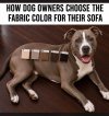 dog.jpg