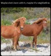 neigh.jpg