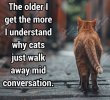 cats.jpg