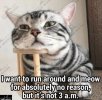 cat.jpg