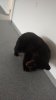 Bearcub1.jpg