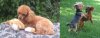 sweet harmless little mini red poodle.jpg