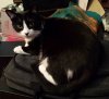 CatBedNotLaptopCase.jpg