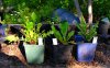 Homemade-Weed-Killer-Roundup-vs-Vinegar-vs-Salt.jpg