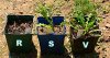Homemade-Weed-Killer-Roundup-vs-Vinegar-vs-Salt-3.jpg