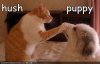 hush-puppy-lol-cat.png