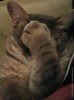 bdb21f9e7aaa2b3fb7cd25ad8704c224--cat-paws-kitty-cats.jpg