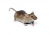 mouse.jpeg mouse.jpeg