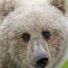 GreyBear