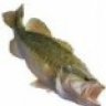 bassfisher6522