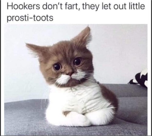 15762_caturday%20toots%20majorgeeks.jpg