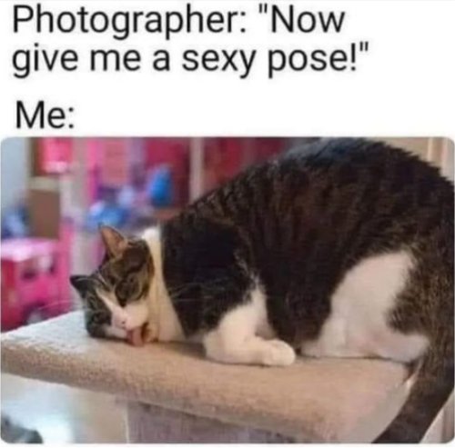 18545_sexy%20caturday%20majorgeeks.jpg