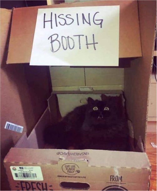 14568_kissing%20caturday%20majorgeeks.jpg