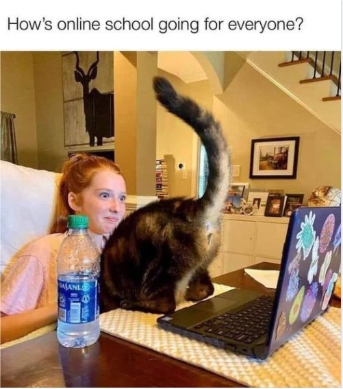 14723_caturday%20zoom%20majorgeeks.jpg