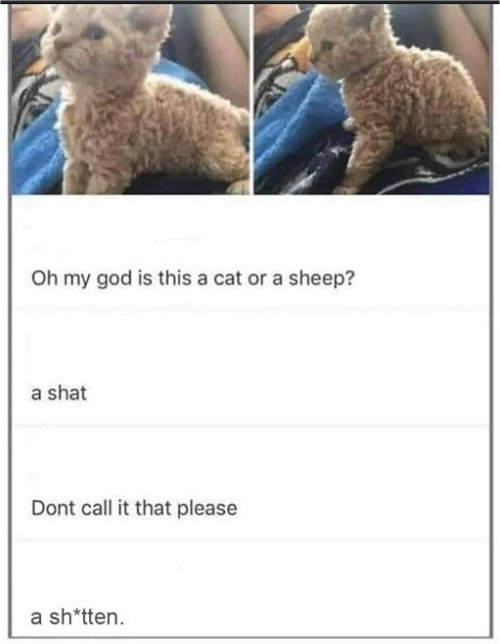 18357_baaaaad%20caturday%20majorgeeks.jpg