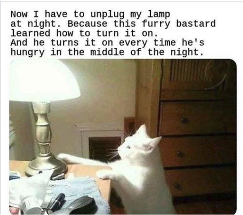 21154_caturday%20light%20majorgeeks.jpg