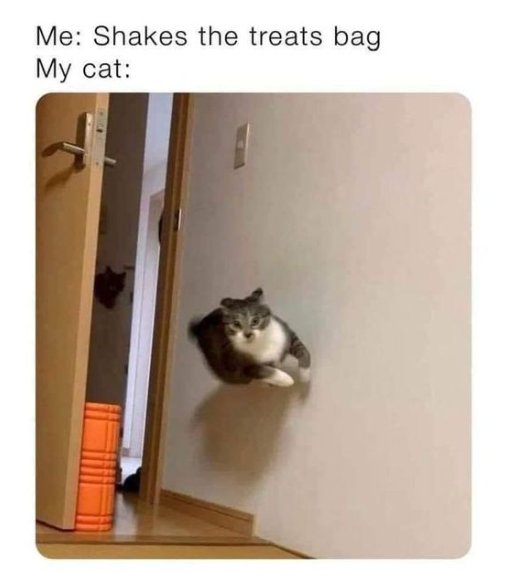 17660_treats%20caturday%20majorgeeks.jpg