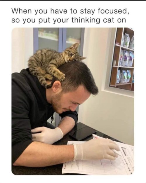 16660_caturday%20think%20majorgeeks.jpg