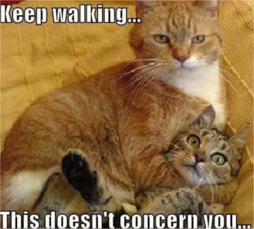 19055_walking%20on%20caturday%20majorgeeks.jpg