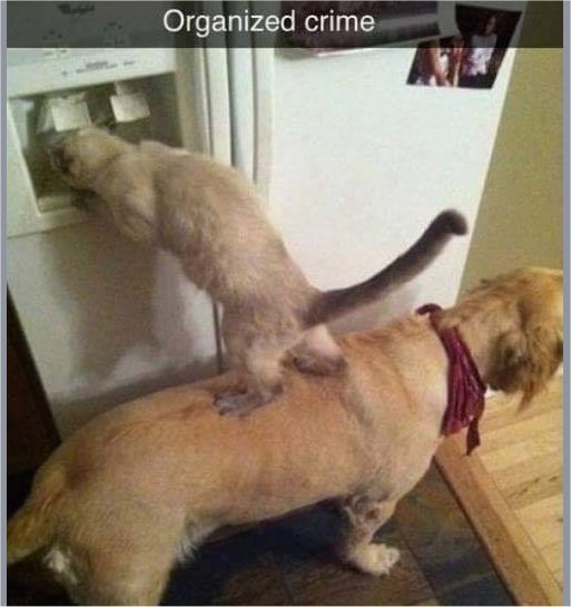 18525_organized%20caturday%20crime%20majorgeeks.jpg