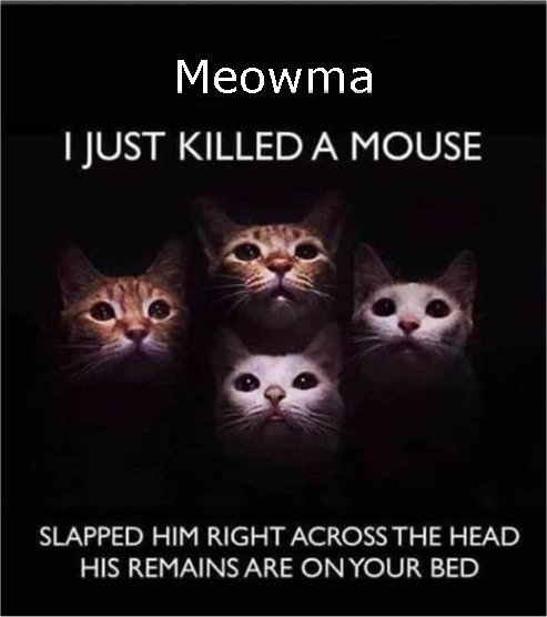 14690_meowma%20majorgeeks.jpg