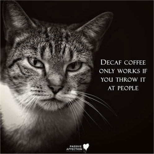 13727_caturday%20decaf%20majorgeeks.jpg