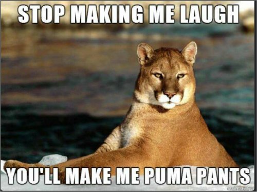 20202_puma%20caturday%20majorgeeks.jpg