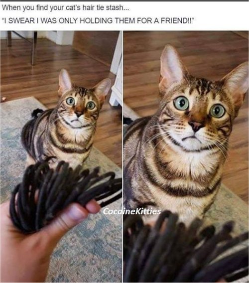 18546_caturday%20stash%20majorgeeks.jpg