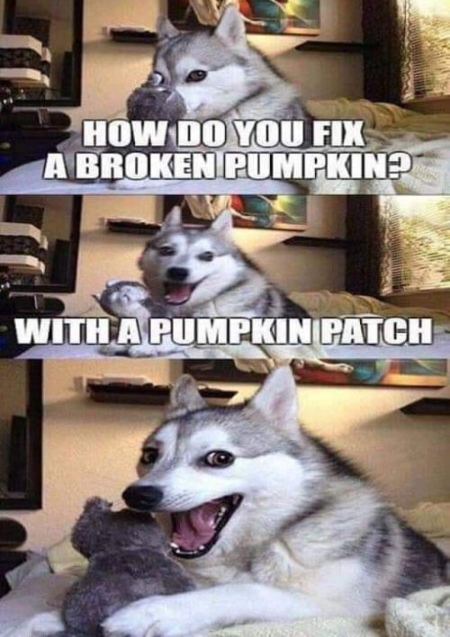 20039_pumpkin-patch.jpg