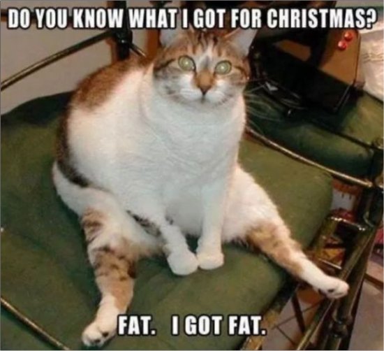 20331_caturday%20for%20xmas%20majorgeeks.jpg