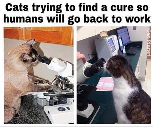 14199_a%201%20caturday%20back%20to%20work%20majorgeeks.jpg
