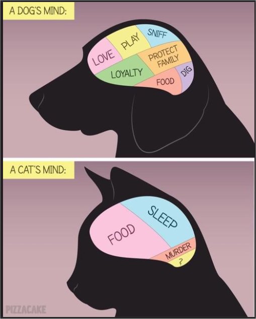 16358_dogday%20caturday%20majorgeeks.jpg