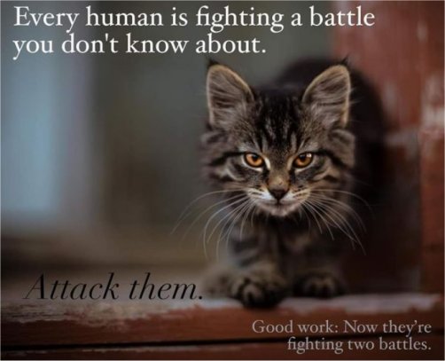 19641_caturday%20battles%20majorgeeks.jpg