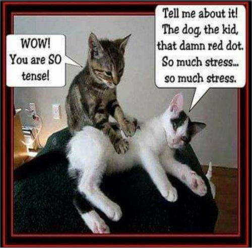 20377_stressful%20caturday%20majorgeeks.jpg