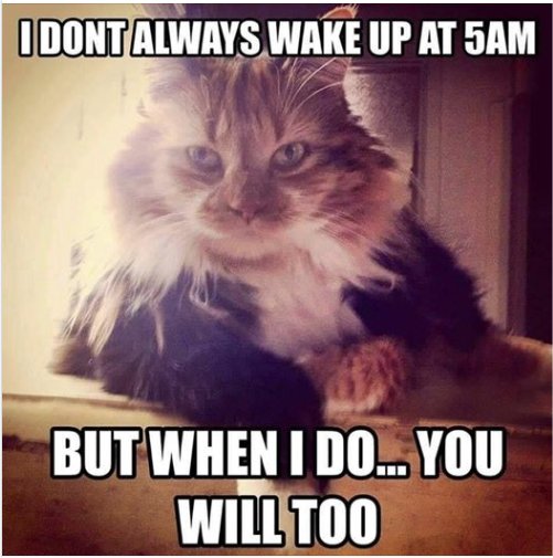 13303_up%20at%205%20on%20caturday%20majorgeeks.jpg