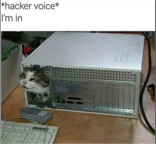 17683_caturday%20hacker%20majorgeeks.jpg