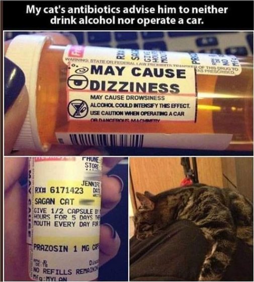 19528_caturday%20dizzy%20majorgeeks.jpg