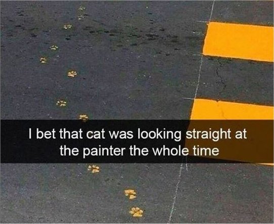 14626_cat%20lines.jpg