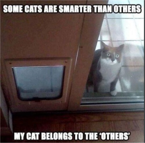 18108_caturday%20others%20majorgeeks.jpg