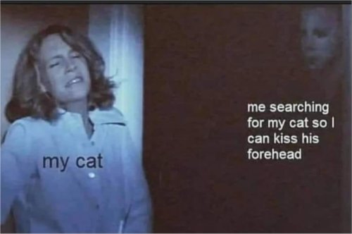 19030_my%20cat%20caturday%20majorgeeks.jpg